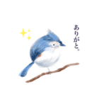 Lineスタンプ 丸い手描き鳥 8種類 1円