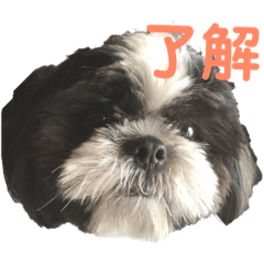 Lineスタンプ シーズー犬 白黒 翔ちゃん 3 24種類 1円