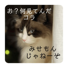 Lineスタンプ 煽りデブ猫ラス 8種類 1円