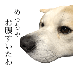 Lineスタンプ 秋田犬 こはくの関西弁スタンプやで 16種類 1円