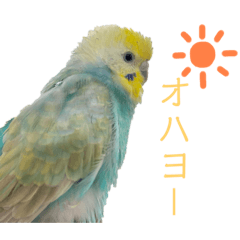 LINEスタンプ「セキセイインコ」の完全一覧 | 全1000種類