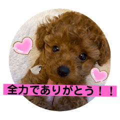 Lineスタンプ 子犬の日常会話 トイプードル2ヶ月 8種類 1円