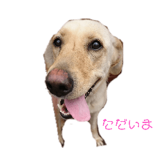 Lineスタンプ ラブラドールレトリバー 犬 Dog 16種類 1円