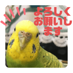 LINEスタンプ「セキセイインコ」の完全一覧 | 全1000種類