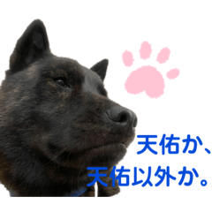 Lineスタンプ 甲斐犬天佑5 16種類 1円