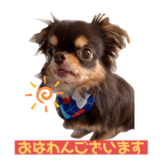 Lineスタンプ かわいい犬 チワワのマハロくん1 24種類 1円