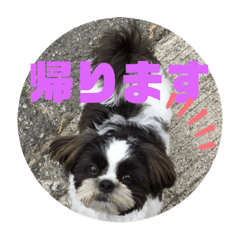 Lineスタンプ 黒白 シーズー犬 翔ちゃん6 24種類 1円