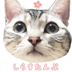 猫しらすちゃんの しらすたんぷ Lineスタンプ しらすちゃん