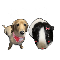 Lineスタンプ 犬とモルモット 8種類 1円