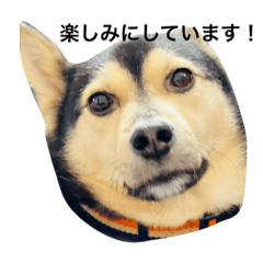 Lineスタンプ 礼儀正しいイケメン犬 24種類 1円