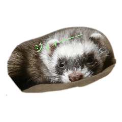 フェレットの一言2 Lineスタンプ Ferret Jiji Kai