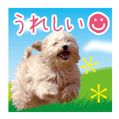 Lineスタンプ ていねいで可愛い犬 トイプードル 32種類 1円