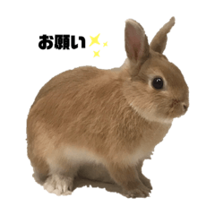 リアル茶ウサギ | LINEスタンプ | toshi